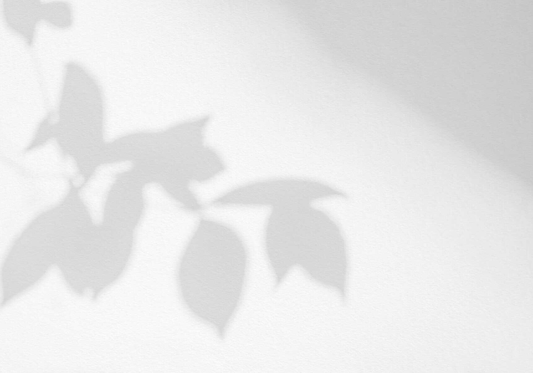 Leaf shadow and light on wall background. Nature tropical leaves tree branch and plant shade with sunlight from sunshine dappled on white wall texture for background wallpaper, shadow overlay effect